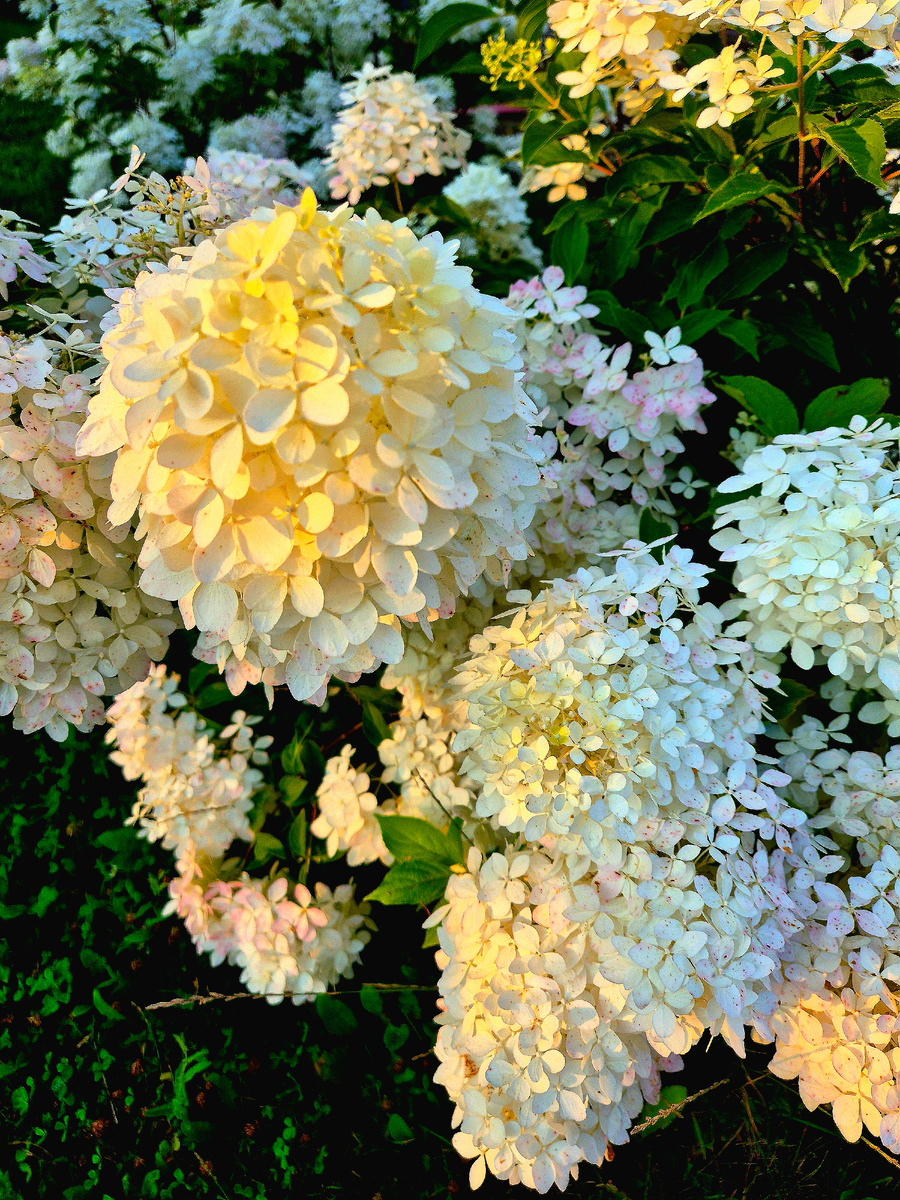 Гортензии в цвету. Август 2025 года
