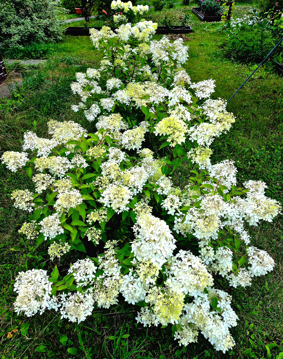 Июльское цветение метельчатой гортензии «Фантом»