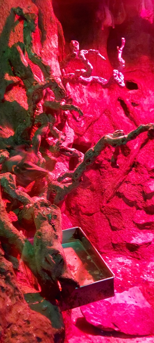 Летучие мыши в московском зоопарке. Фото автора.