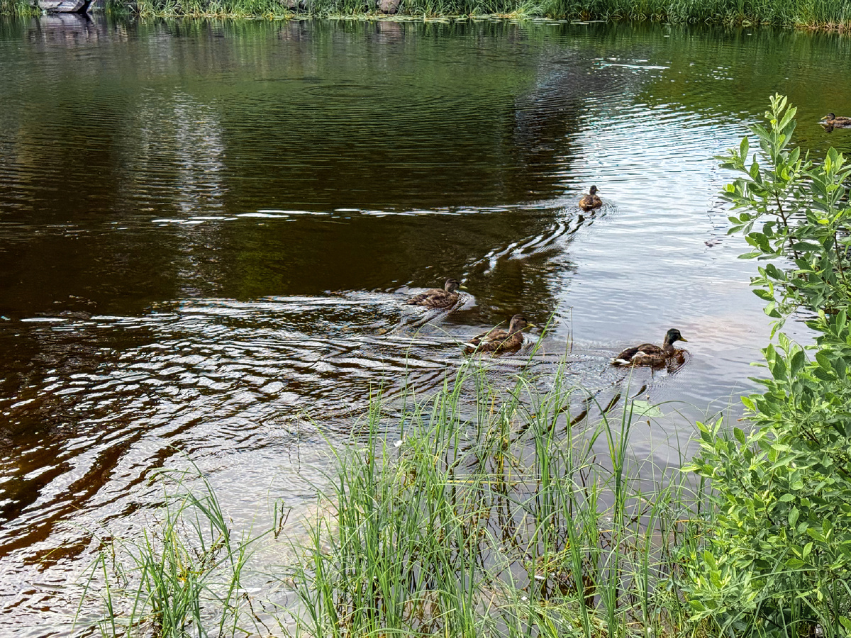 Птички у крепости Корела, автор Юшина Екатерина