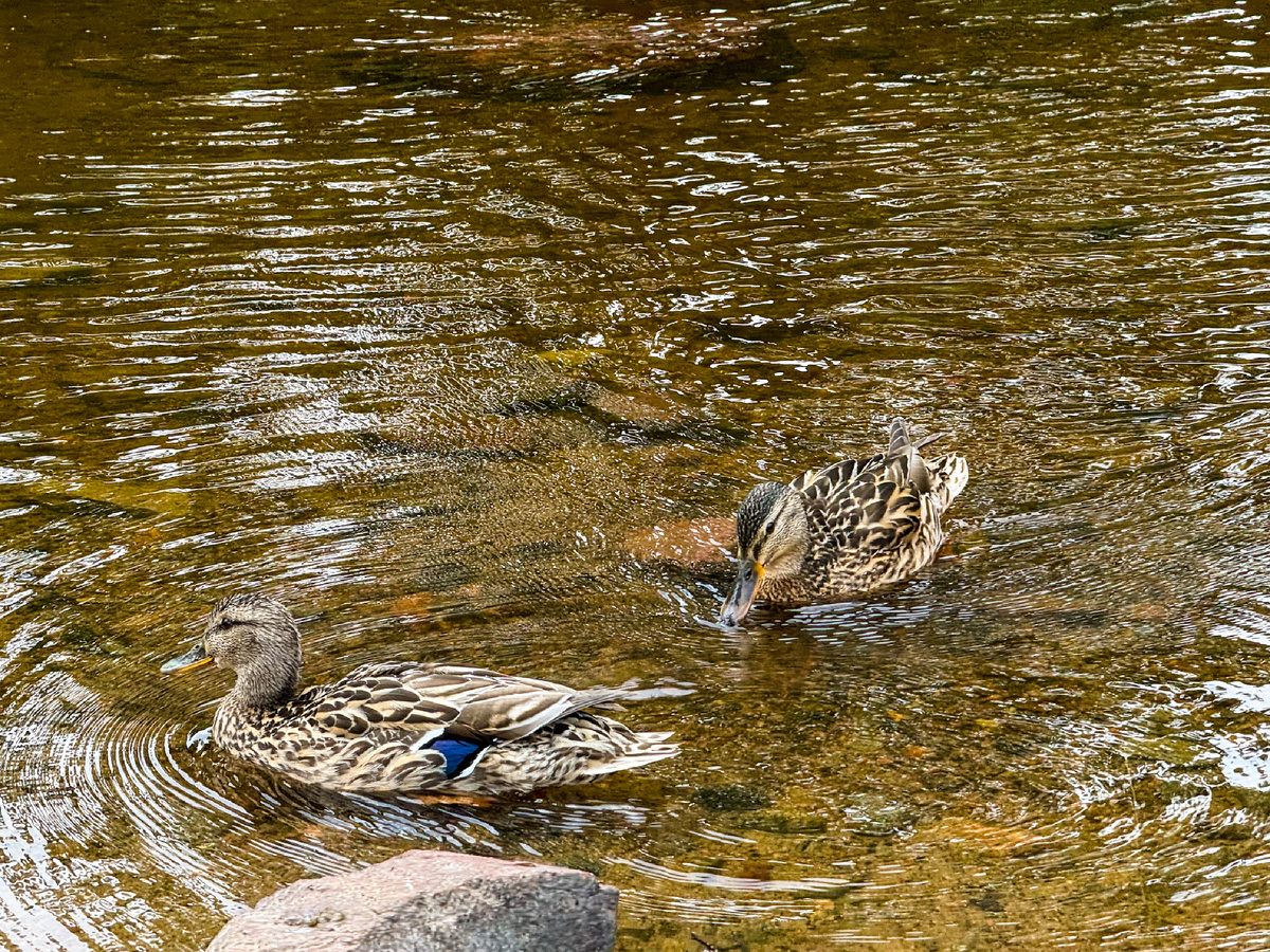 Птички у крепости Корела, автор Юшина Екатерина