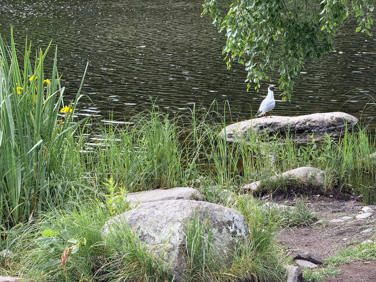 Птички у крепости Корела, автор Юшина Екатерина