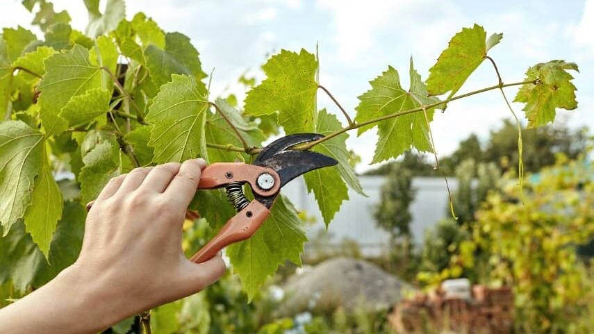 Обрезка винограда в августе