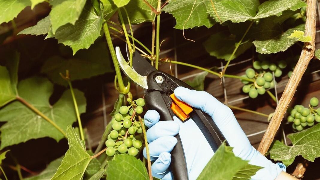 Гроздь винограда должна дышать