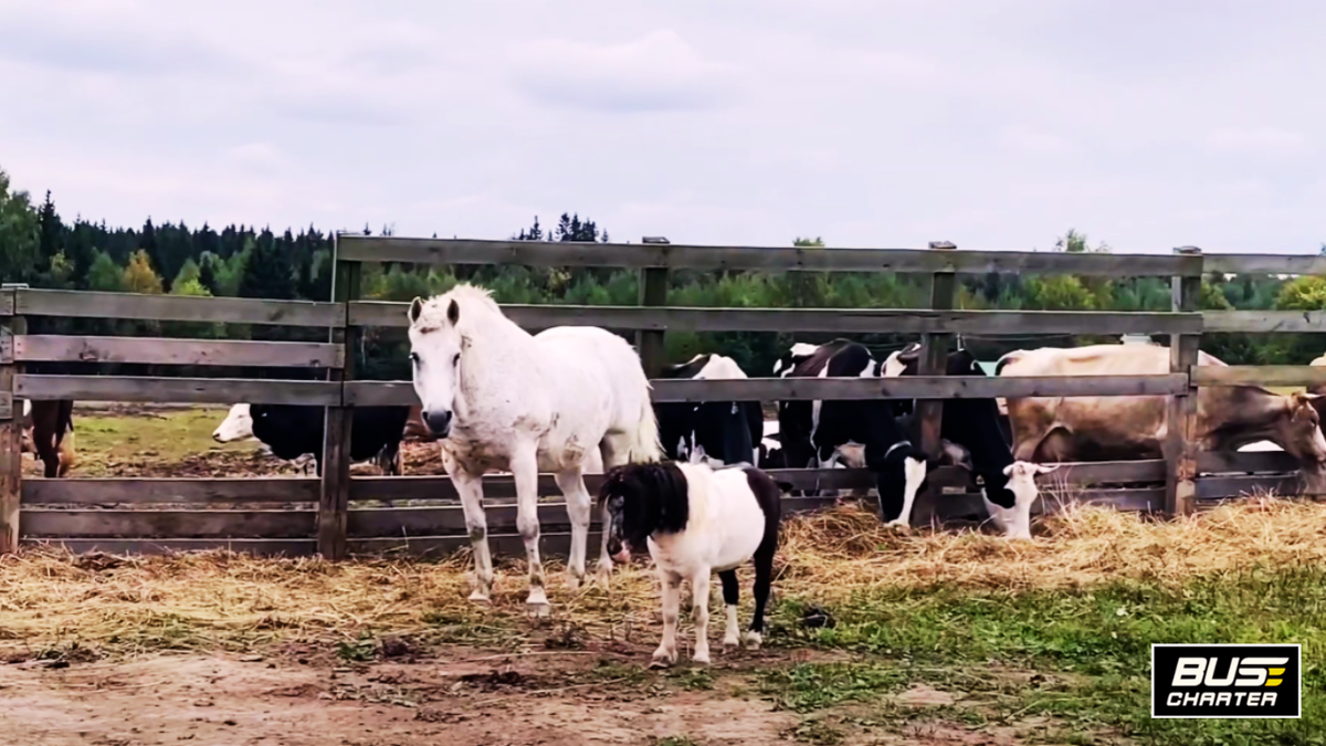 Отдых в Подмосковье с детьми на выходные недорого осенью и зимой 2025