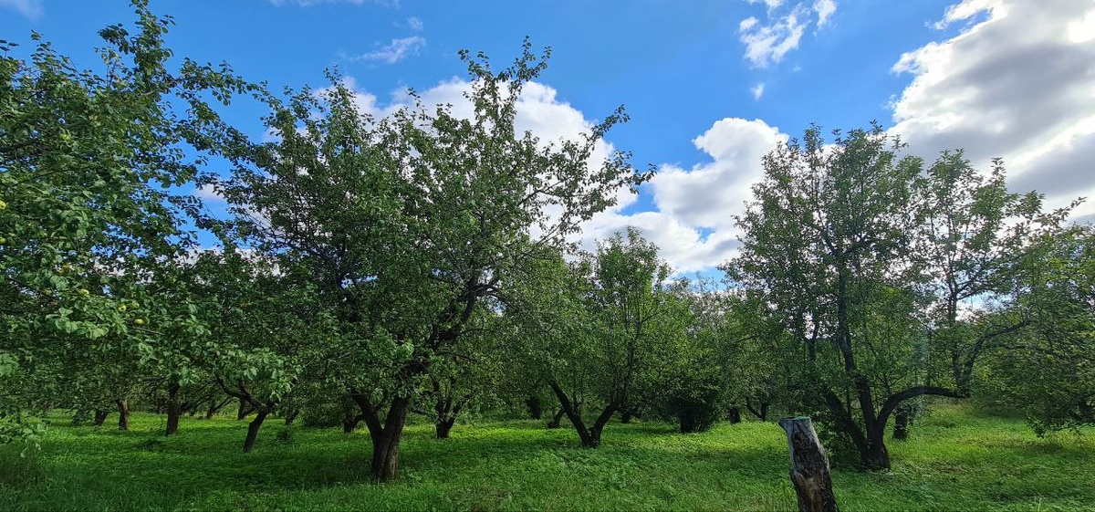 Яблоневые сады в Ясной Поляне