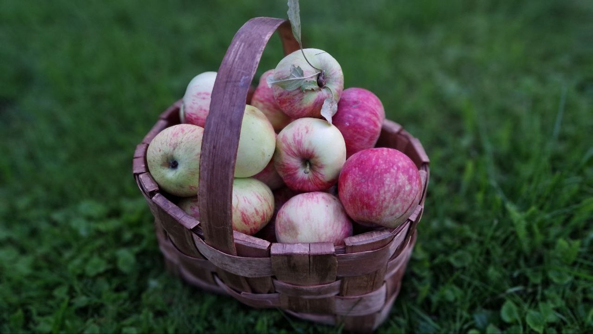 Яблоки, собранные своими руками