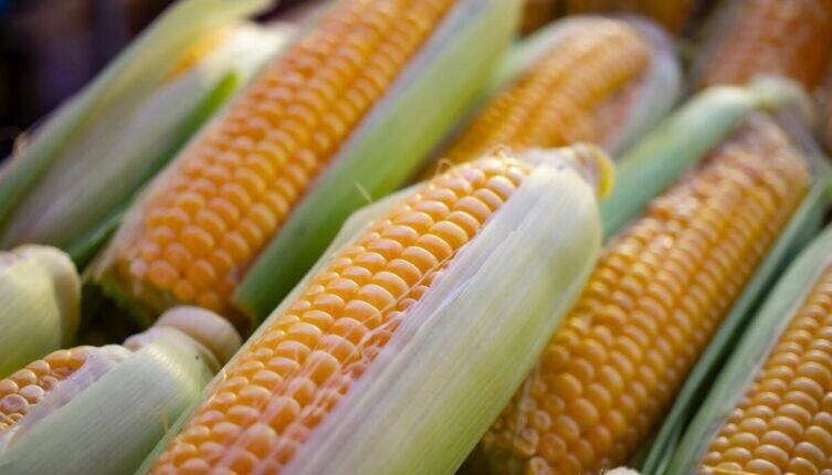     Фото: Wouter Supardi Salari on Unsplash