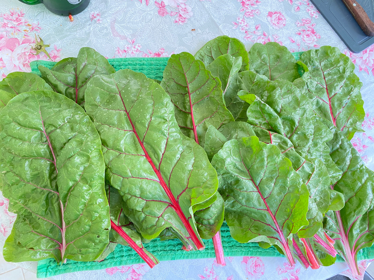 Листья мангольда с моего огорода. Фото автора статьи. 