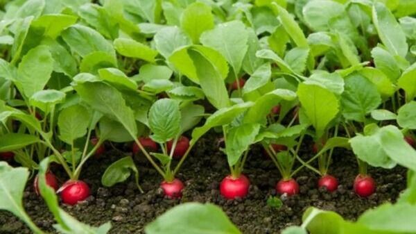 Второй урожай