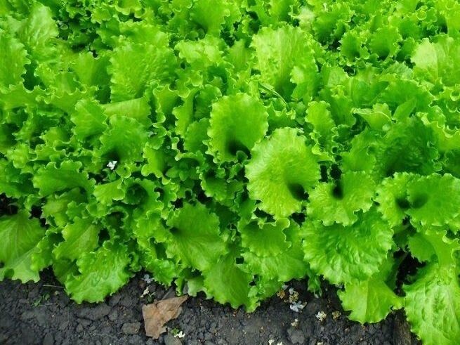 Листовой салат осенью