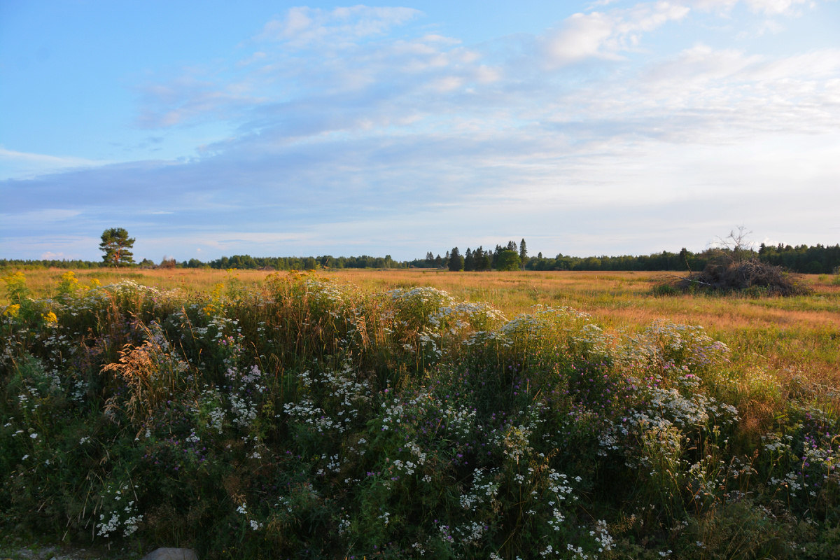Земляничные поляны острова Мантсинсаари. Август 2025 г., фото автора.
