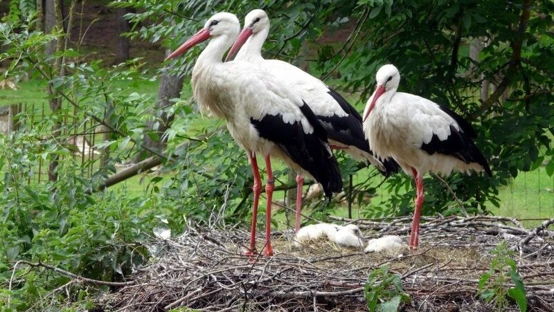      Фото: http://pxhere.com