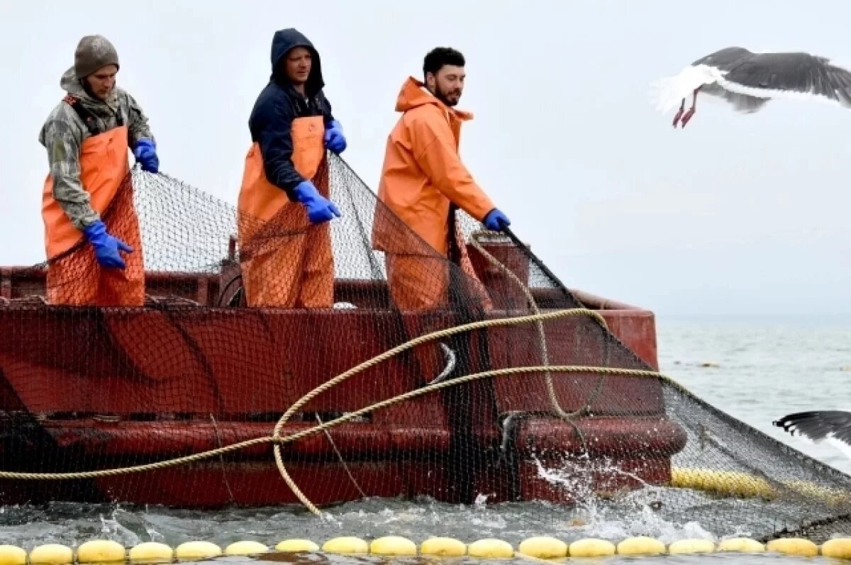    Камчатские рыбаки приблизились к вылову четверти миллиона тонн лосося