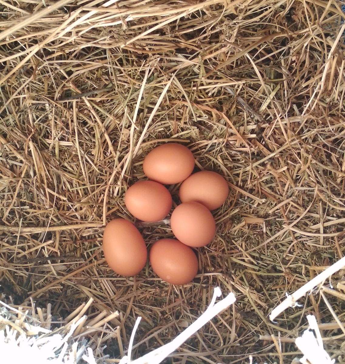 Давно в заброшенном нежилом доме я нашел куриные яйца на сеновале