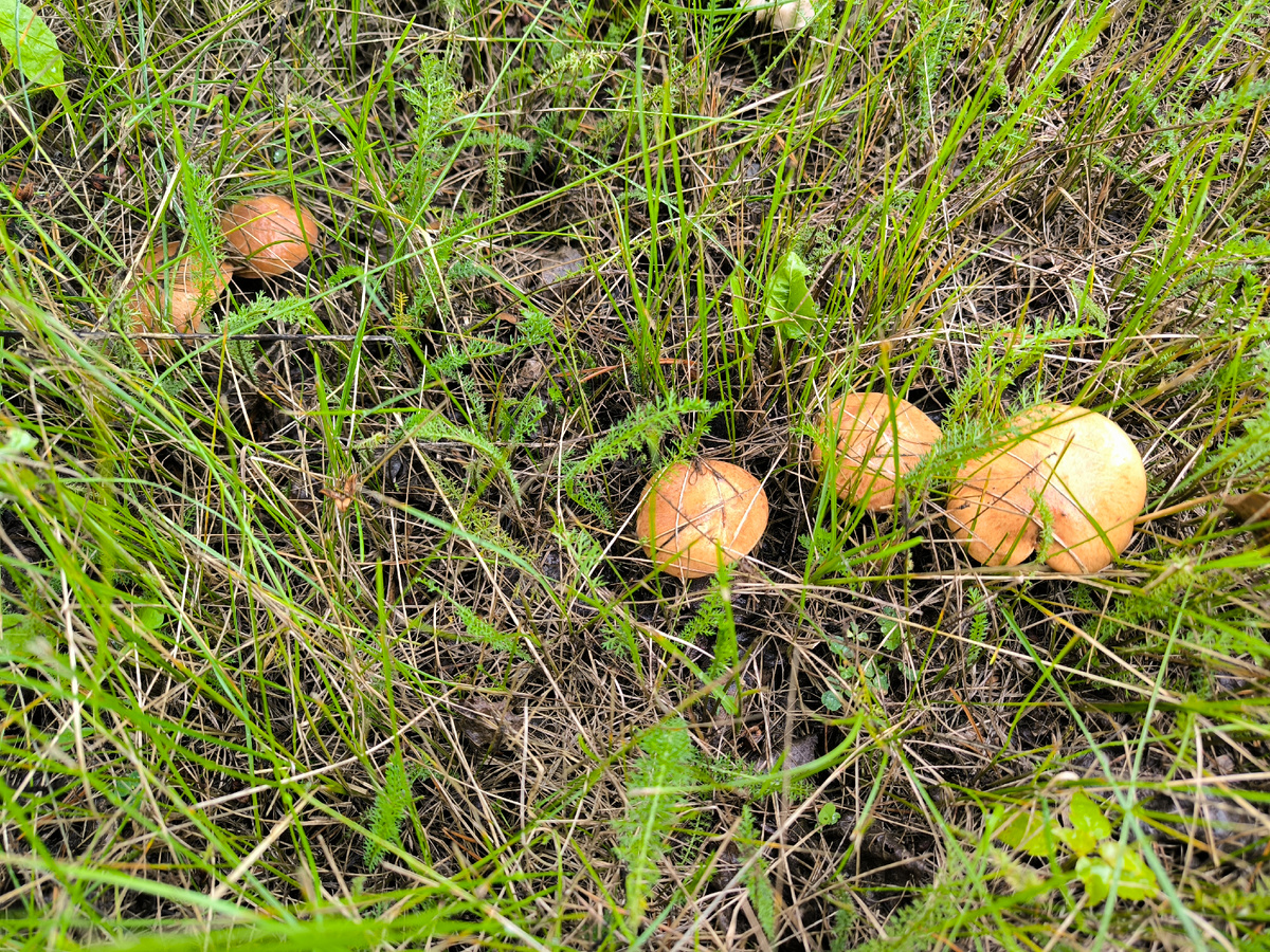 Маслят было множество!
