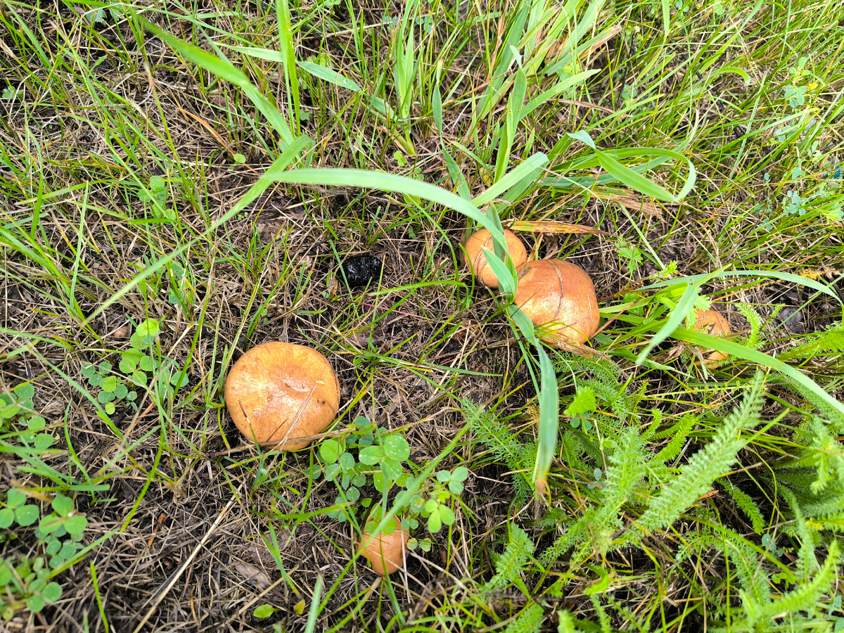 Под соседними тоже росли