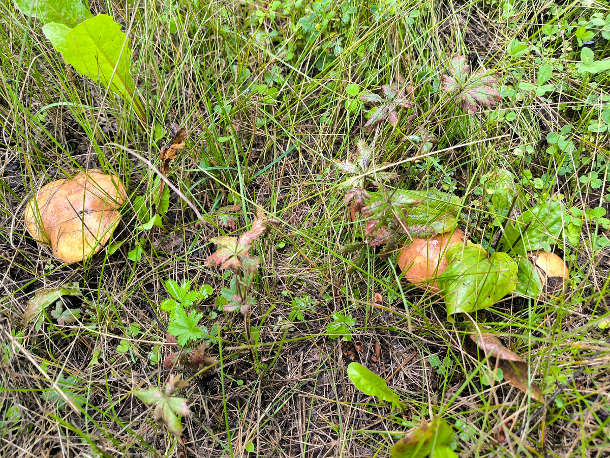 Это я вокруг одной сосёнки три фотографии сделал