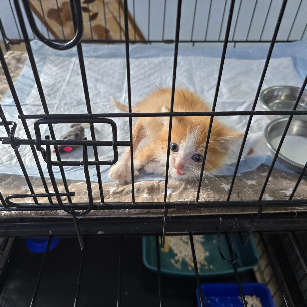 Плюш в веткабинете