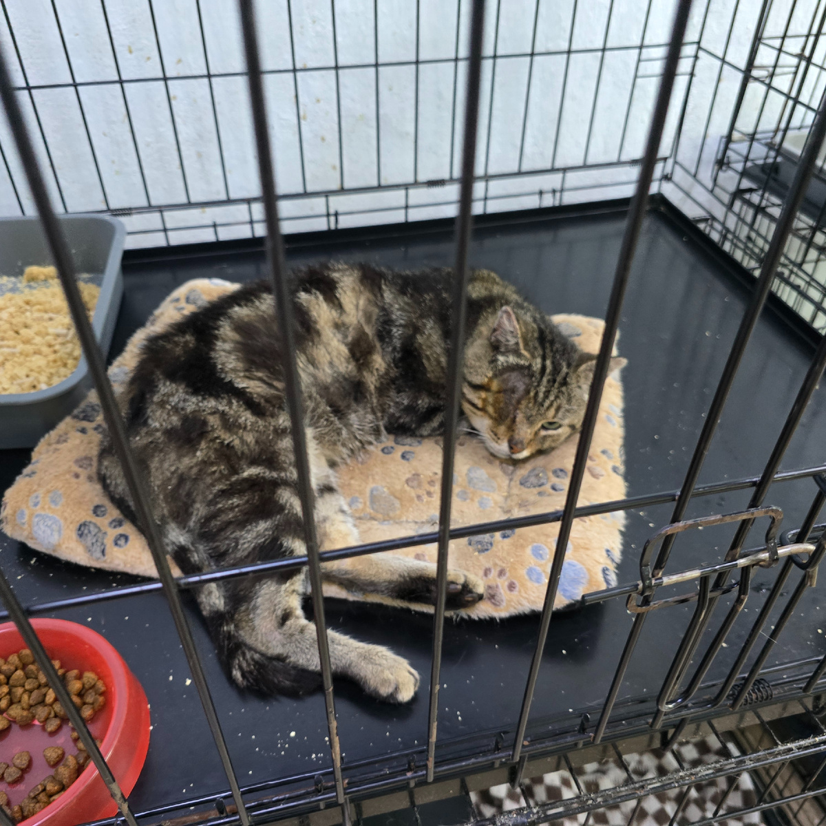 Кот Один после операции