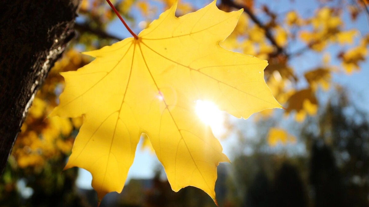     Источник: 1MI