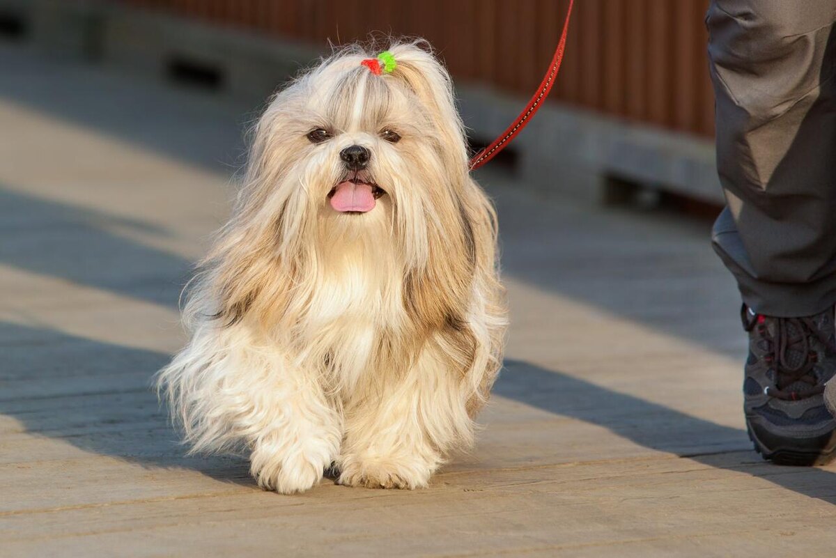    Ши-тцу 123RF/legion-media.ru