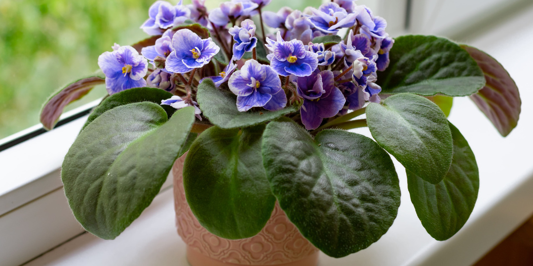 Как вырастить 10 фиалок из одного листика: пошаговая инструкция