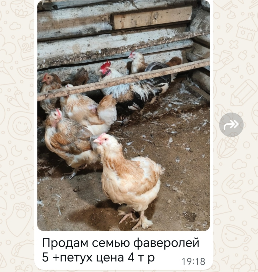 Фото из объявления. 