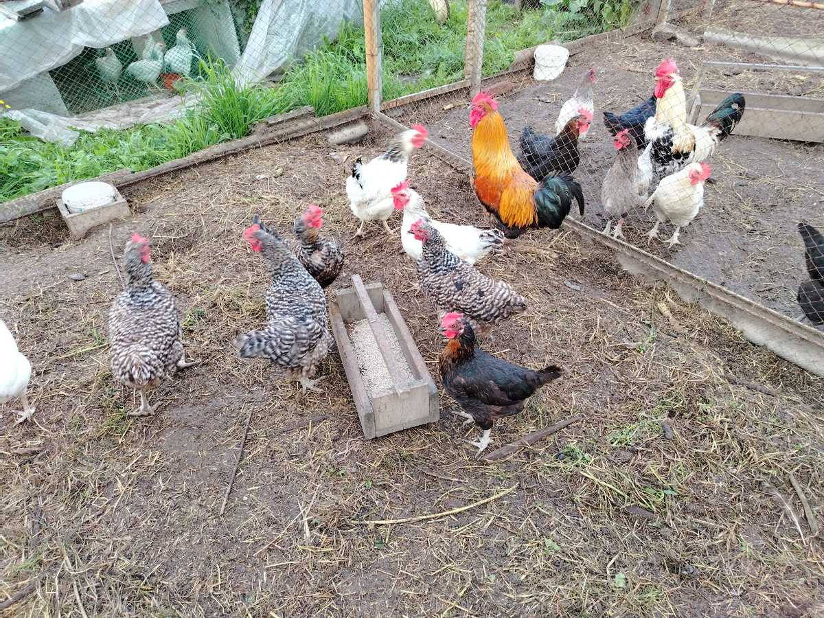Мои двухгодовалые куры. 