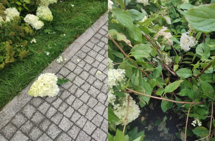 Фото "Парк "Центральный" Новосибирск"