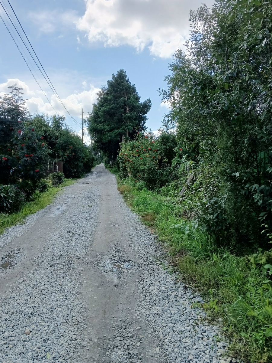 Аллея образца 19.08.2025