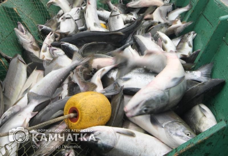 Фото: Виктор Гуменюк / ИА «Камчатка» / архив
