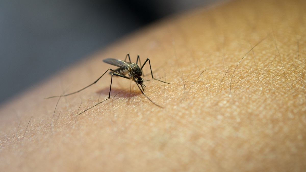    Всемирный день комара. Фото: Freepik
