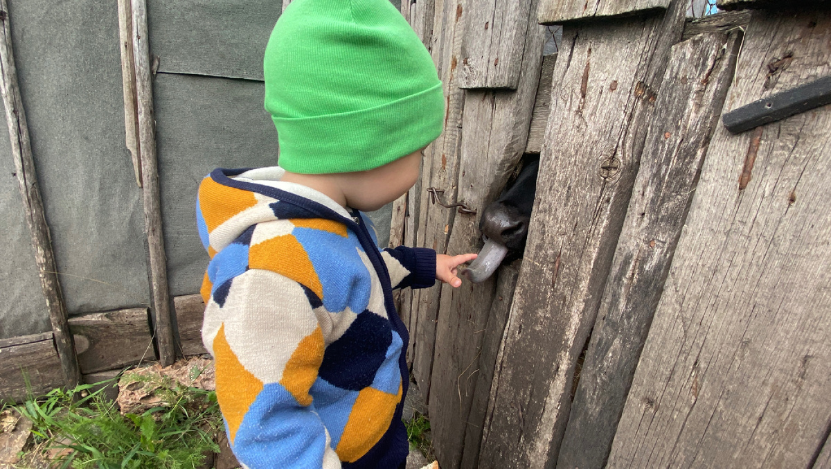 Шутка: Сына курицы не интересуют, ему больше телочки нравятся