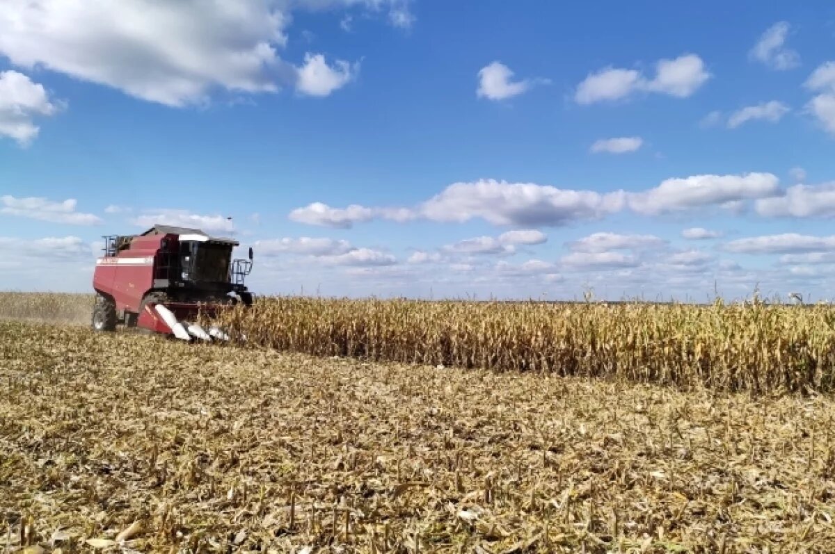    Урожай кормовой кукурузы в Иркутской области может вырасти на 20%