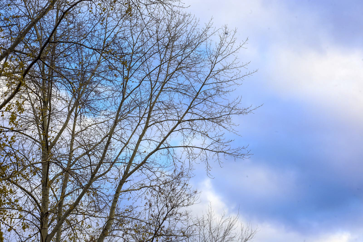 Дерево находилось рядом с остановкой.  Фото: Фото: ФедералПресс / Елена Майорова