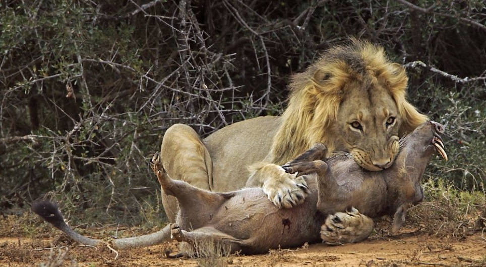 Лев питается.Удачная охота.