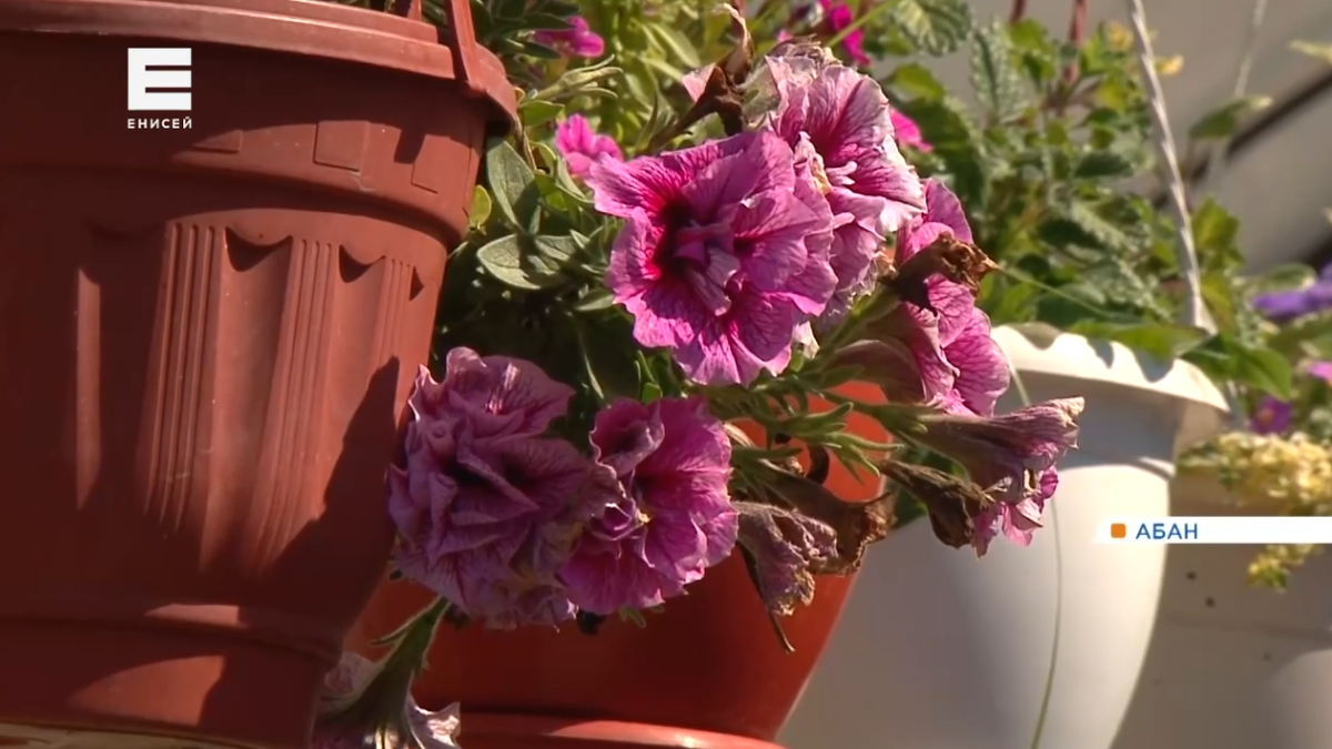     Семья из Абана уже три поколения выращивает цветы