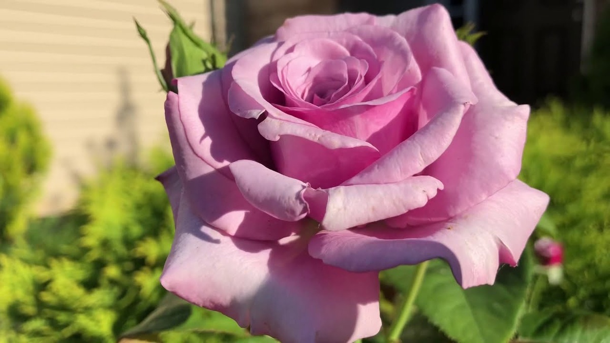 Картинка найдена на просторах интернета, ссылка https://yandex.ru/images/search?from=tabbar&img_url=https%3A%2Fi%2F.pinimg.com%2Foriginals%2Fa8%2F34%2Fа3f%2Fa83р43f81с2879b5e7bd535274cf0591a19.jpg&lr=47&pos=15&rpt=simage&text=%D1%86%D0%B2%D0%B5%D1%82%D1%8B%20%D0%BA%D1%80%D1%83%D0%BF%D0%BD%D0%BE%20%D1%84%D0%BE%D1%82%D0%BE