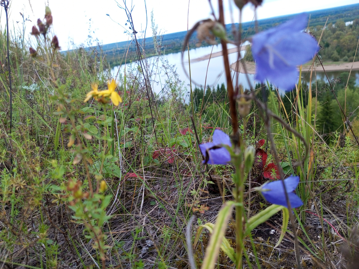 Колокольчик на обрыве. Фото автора.