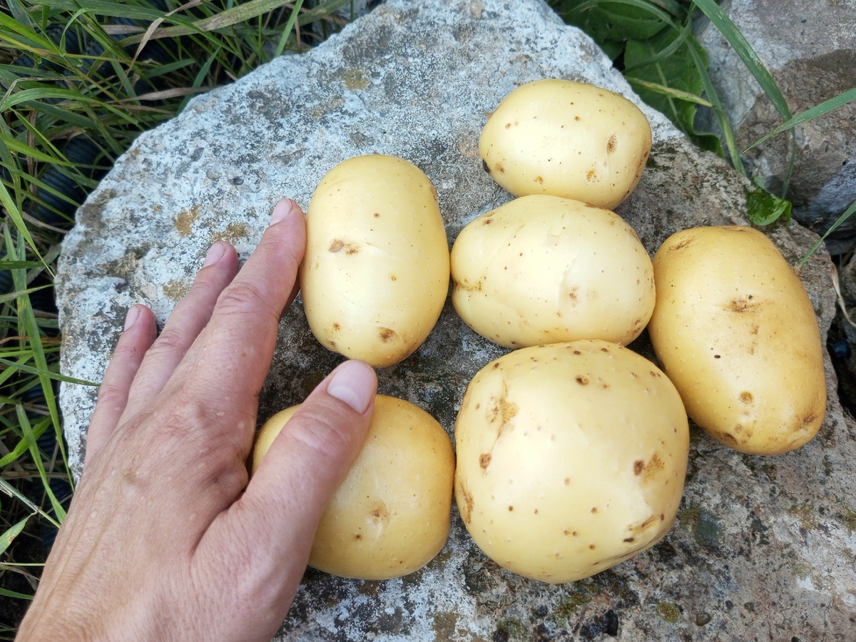 Это первый кустик, выкопан в конце июля. Нестерпимо захотелось свежей картошечки, сваренной в мундире.