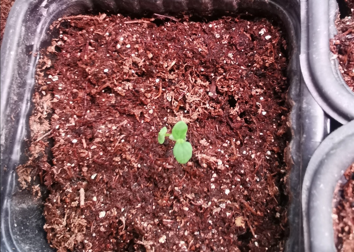 Решивший расти у меня в саду