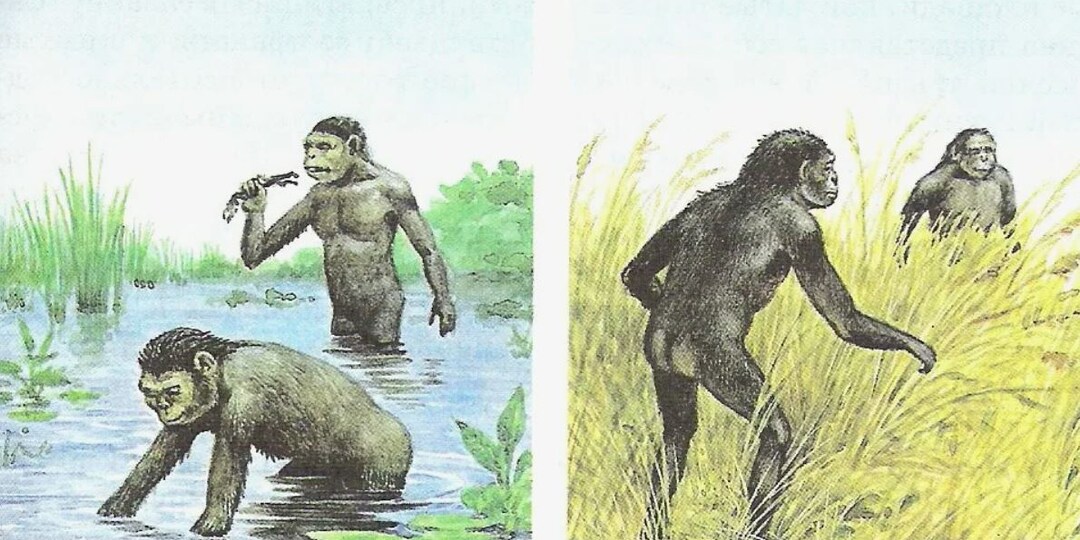Теория водного происхождения человека: Почему люди тонут