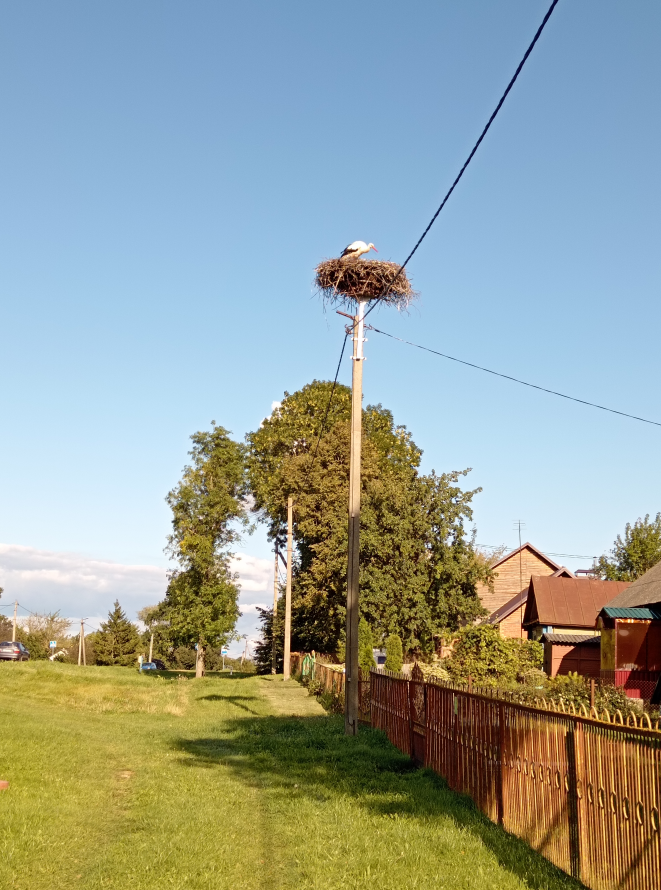 Красавчик жил рядом с нашим домом.