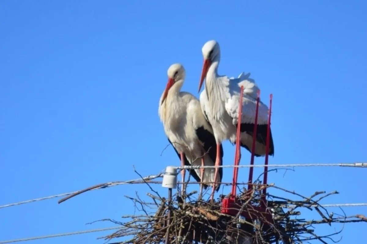    Марины–Пимены: