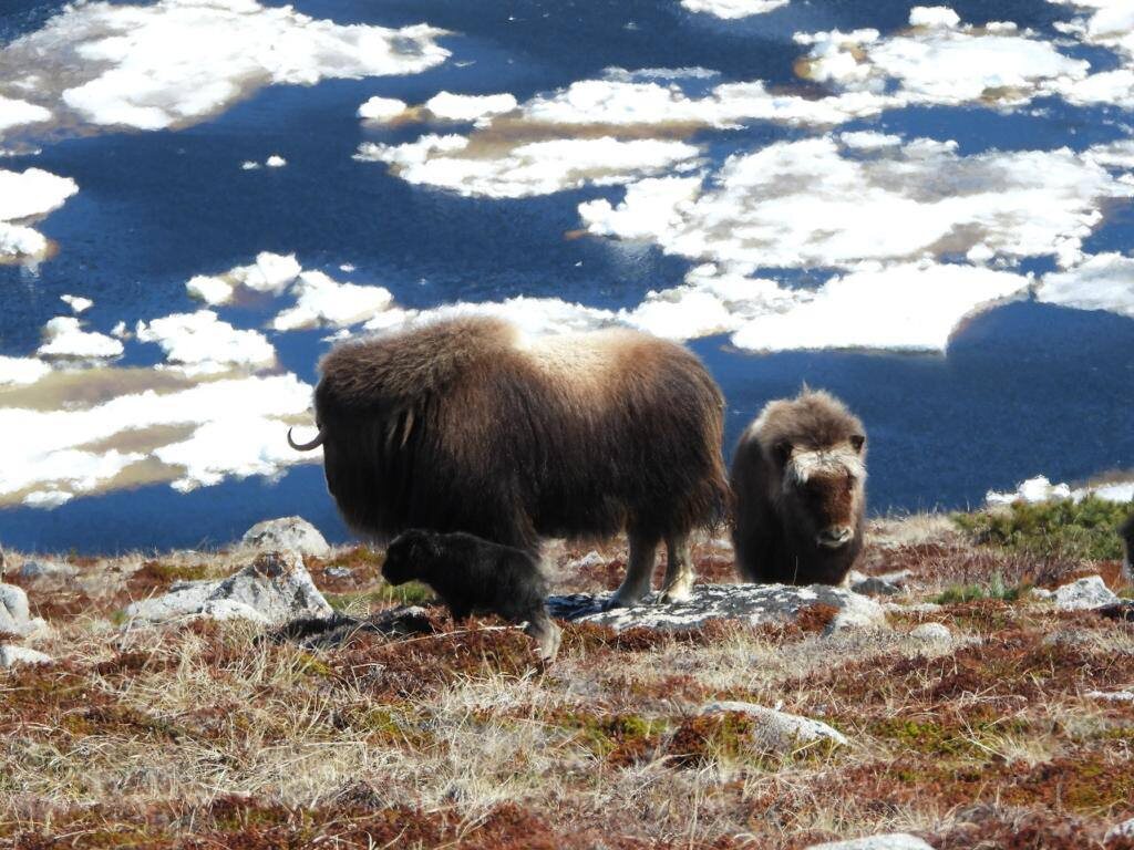 Фото: Первый телёнок от переселённых на остров овцебыков / телеграм-канал Сергея Носова