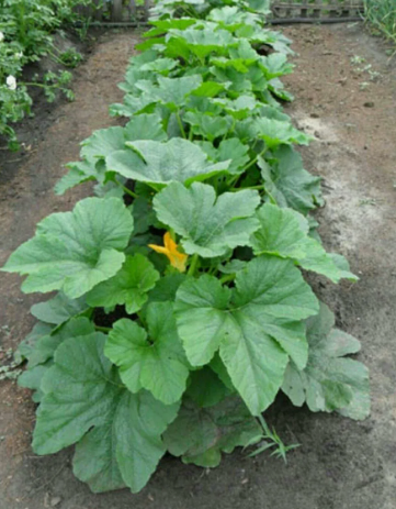 Какие кабачки можно положить на хранение, какие сорта сажать, чтобы весь сезон быть с урожаем