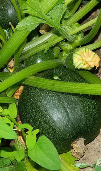 Любимый сорт- Поваренок. Очень хорош для фарширования!