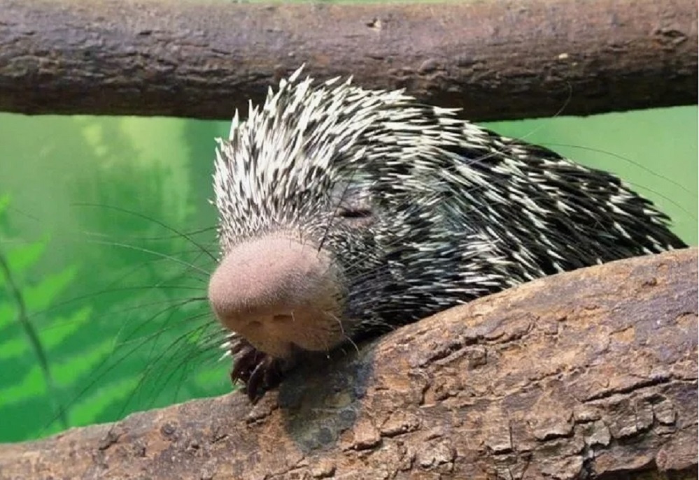 картинка для иллюстрации взята в свободном доступе инета