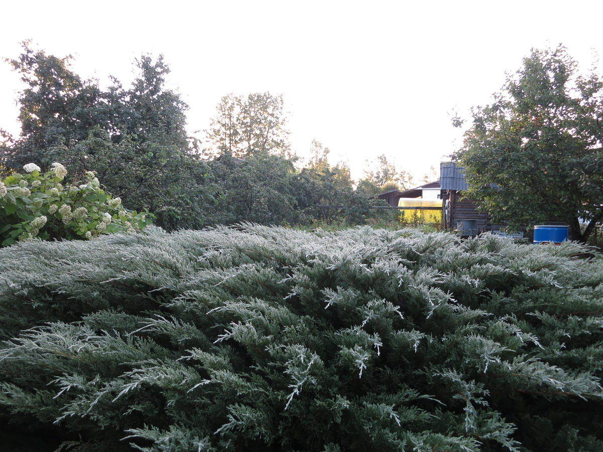 А под утро уже прохладно, хорошая роса...